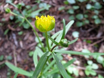 20140330Ranunculus_auricomus2