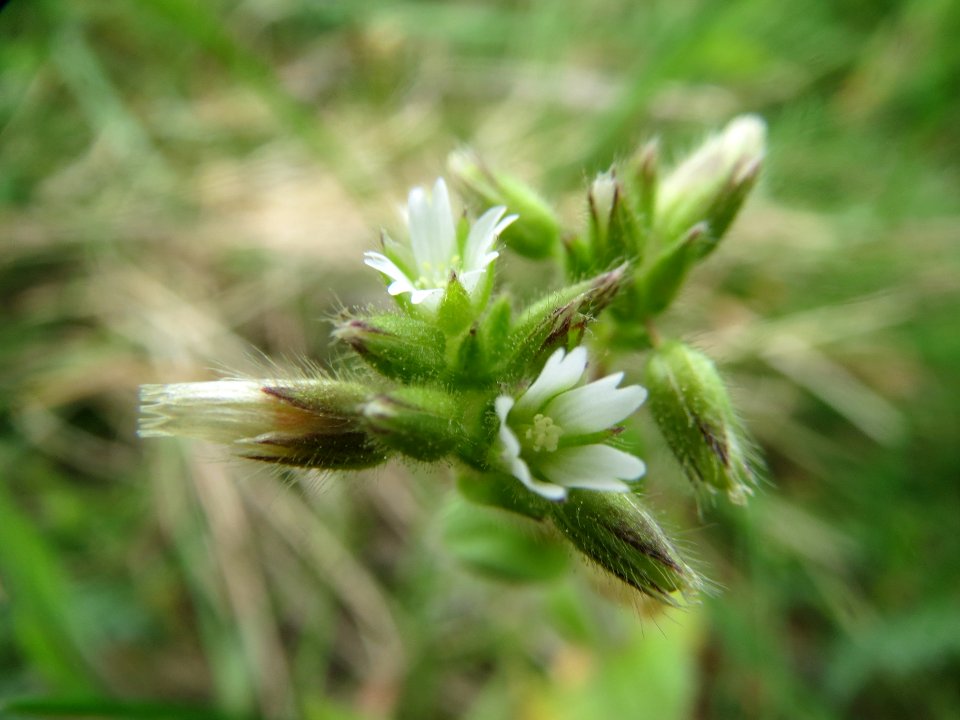 20140407Cerastium_glomeratum2