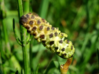 20140424Equisetum_palustre1