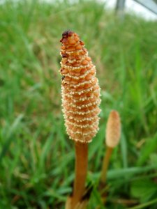 20140407Equisetum_arvense