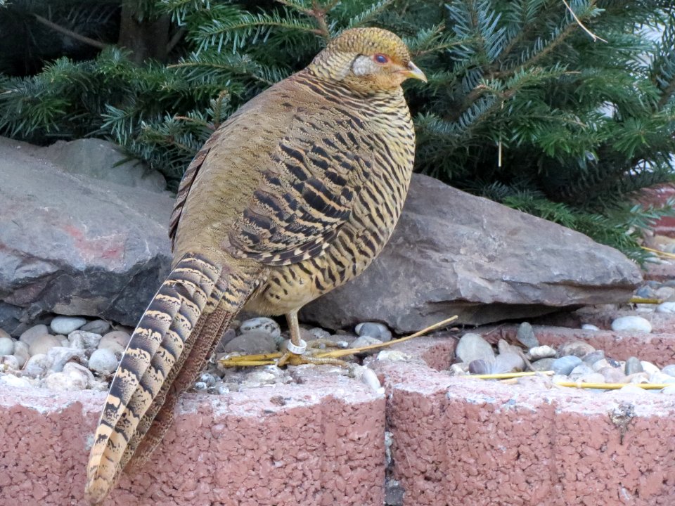20140105Chrysolophus_pictus1