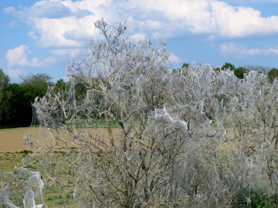 20140424Euonymus_europaeus10