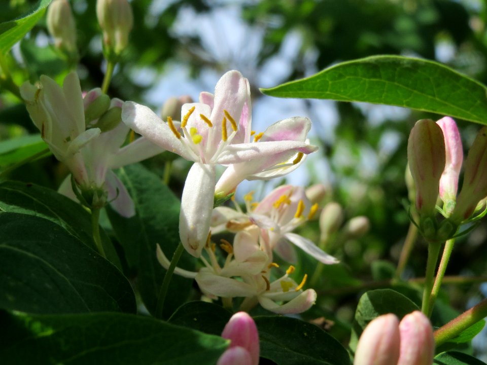 20140407Lonicera_xylosteum4