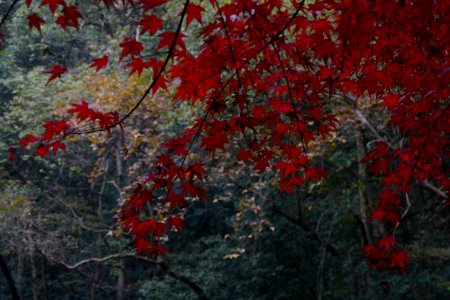 2014.11.21.145246_Red_leaves_Hupaomengquan_Hangzhou