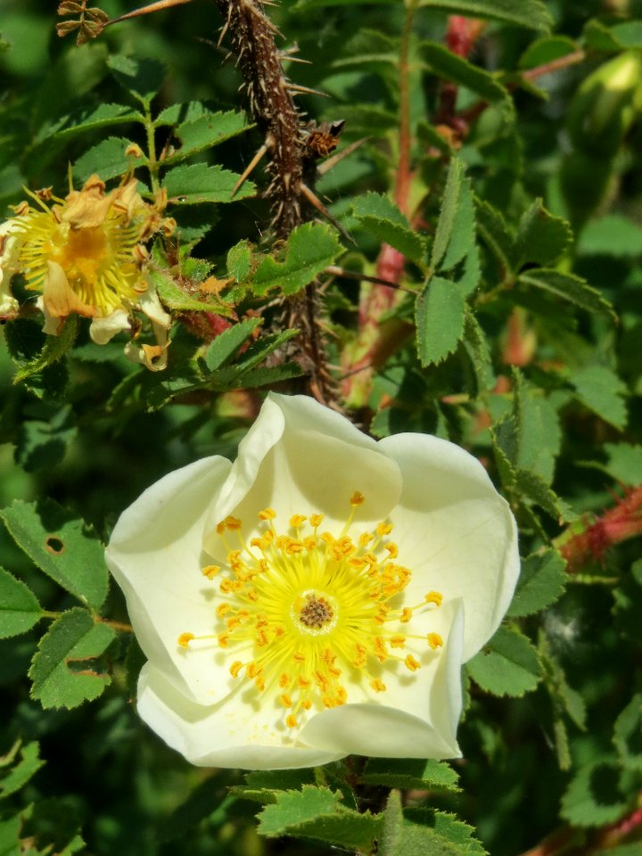 20140424Rosa_spinosissima5