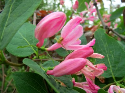 20140407Lonicera_tatarica5