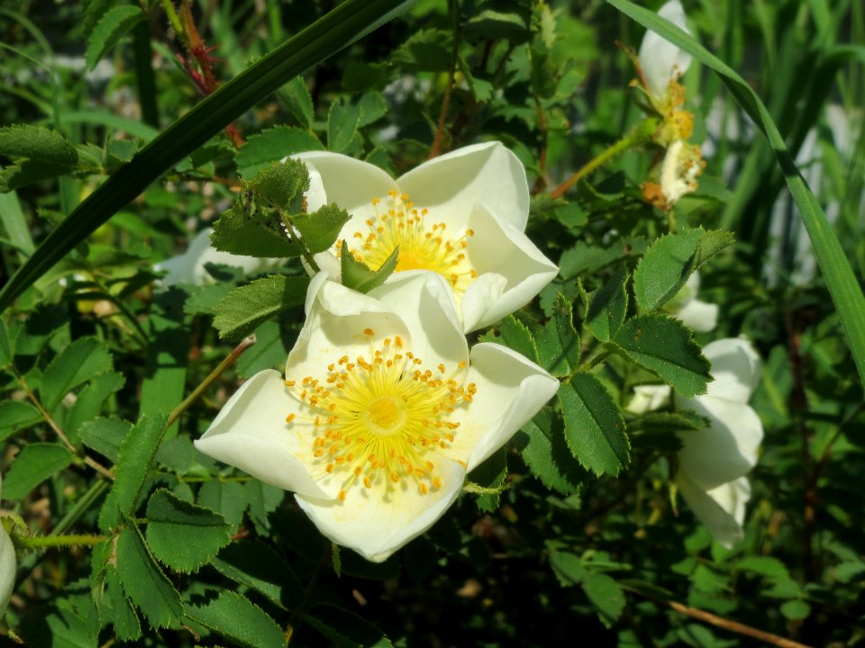 20140424Rosa_spinosissima3