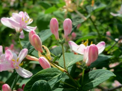 20140406Lonicera_tatarica02