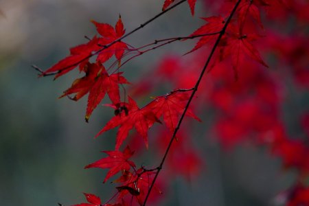 2014.11.21.145335_Red_leaves_Hupaomengquan_Hangzhou