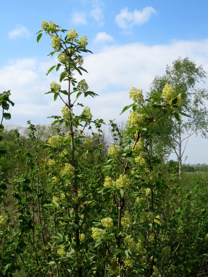 20140406Sambucus_racemosa3