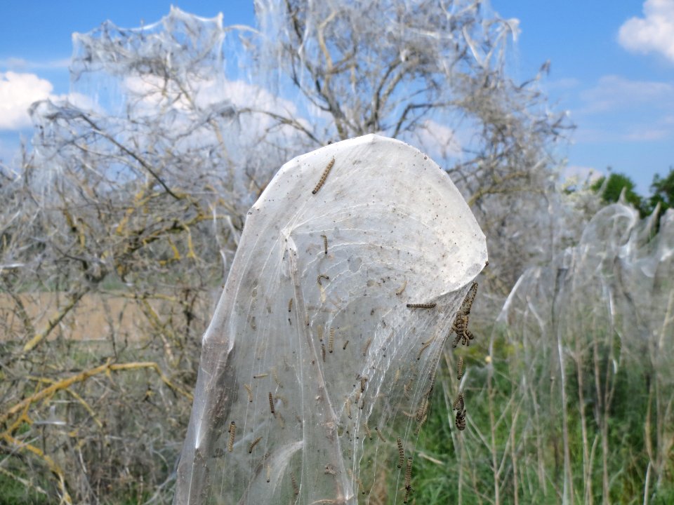 20140424Euonymus_europaeus09