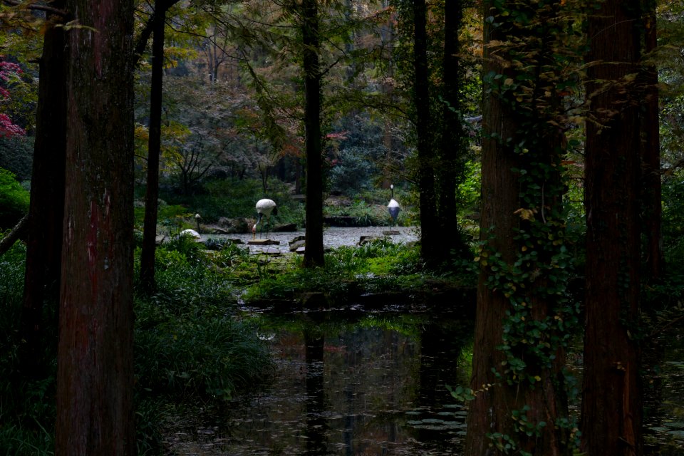 2014.11.21.145042_Fake_cranes_Hupaomengquan_Hangzhou
