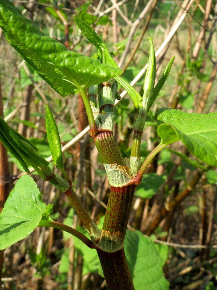 20140406Reynoutria_japonica3