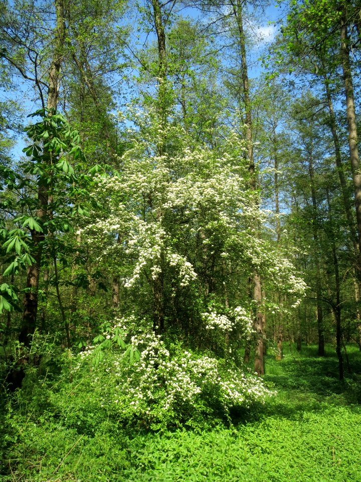 20140425Crataegus_monogyna1