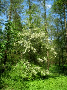 20140425Crataegus_monogyna1