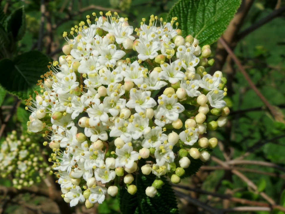 20140406Viburnum_lantana09