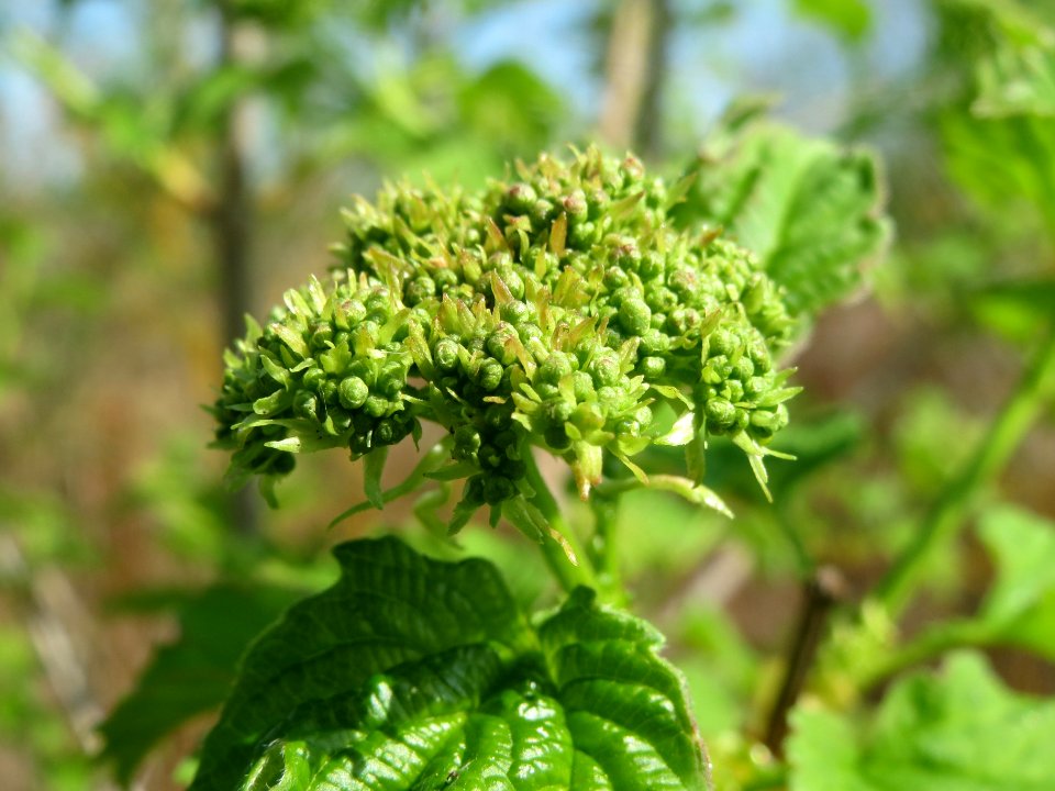 20140406Viburnum_opulus1