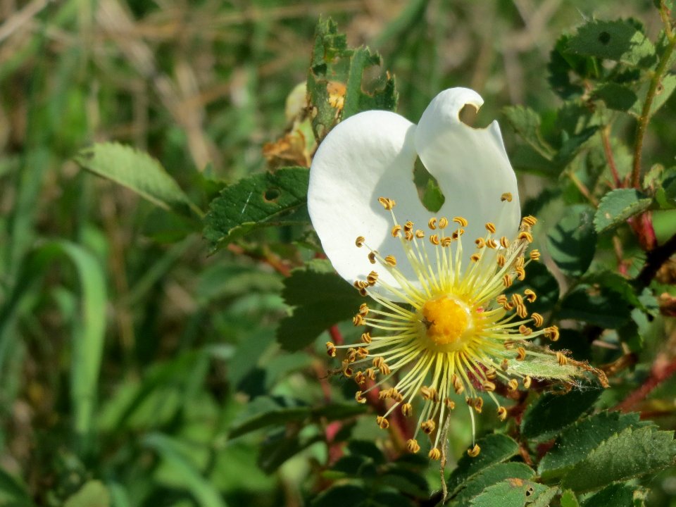 20140424Rosa_spinosissima9