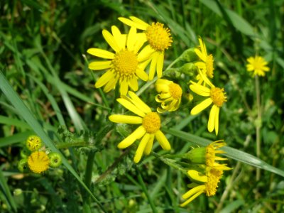 20140406Senecio_vernalis2
