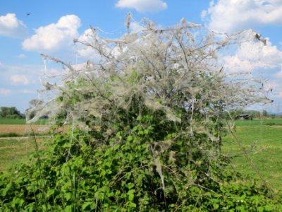 20140424Euonymus_europaeus12