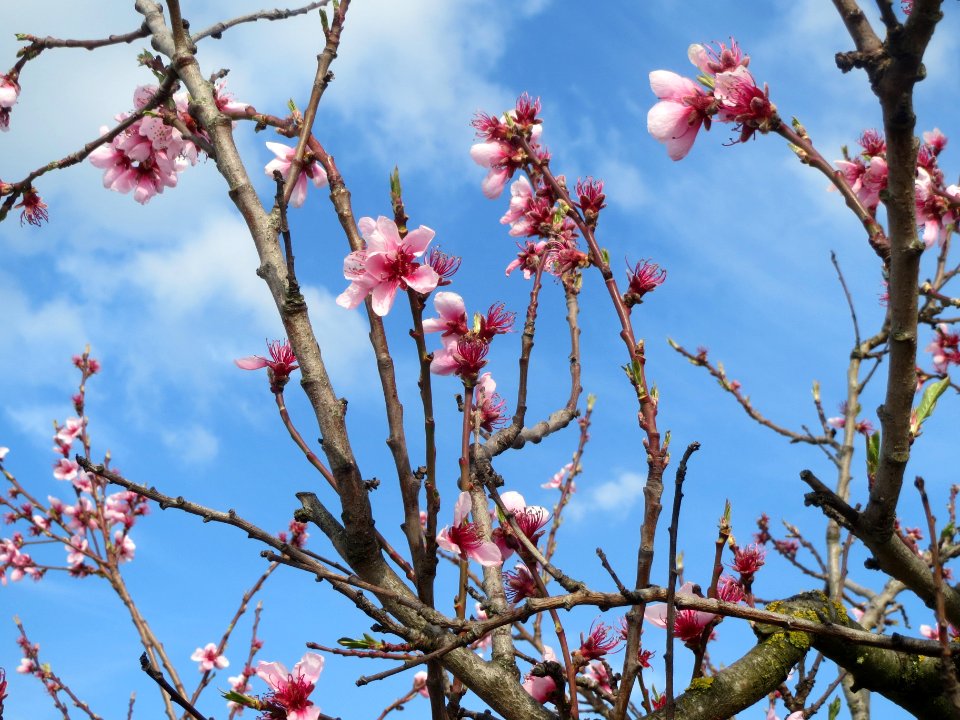 20140326Prunus_dulcis01