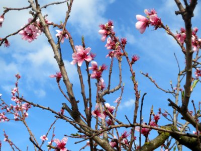 20140326Prunus_dulcis01