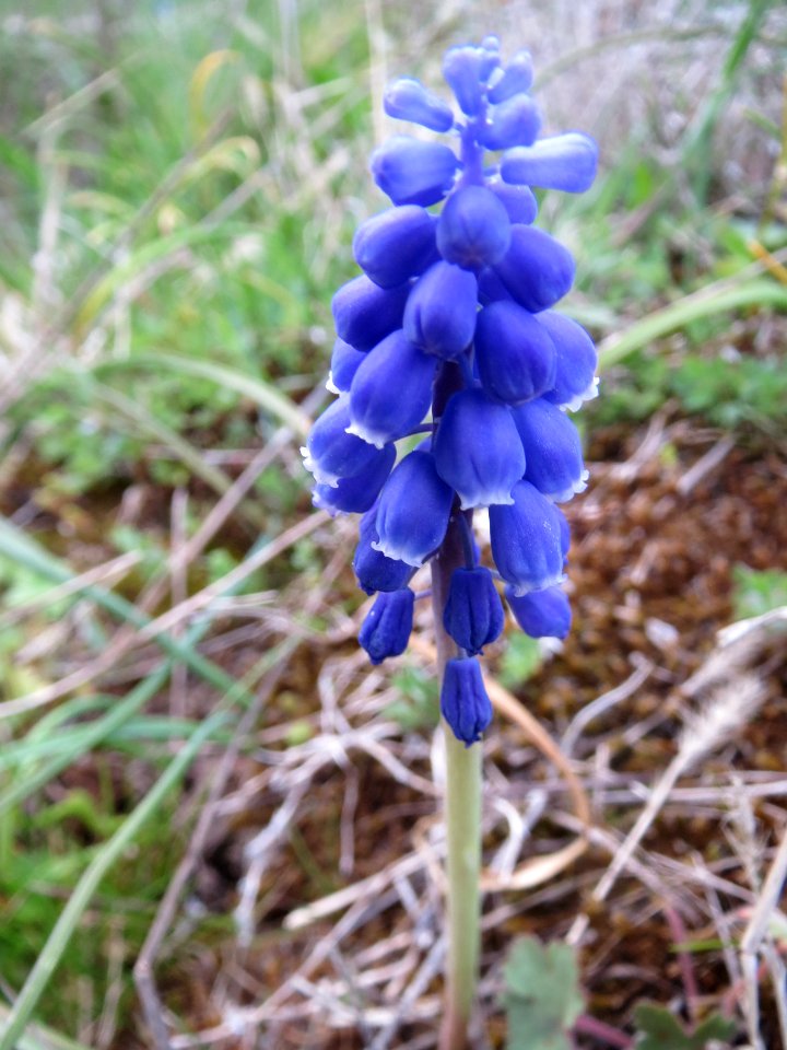 20140326Muscari_armeniacum1