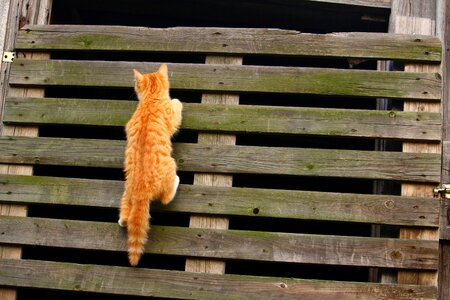 Red cat climb wooden wall