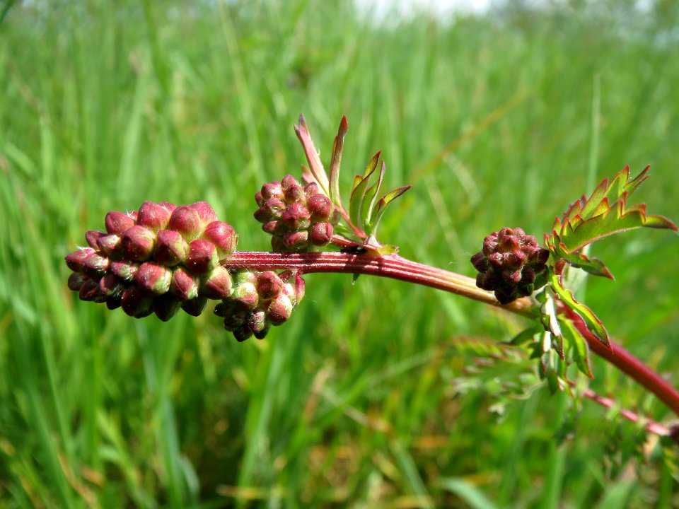 20140419Sanguisorba_minor2
