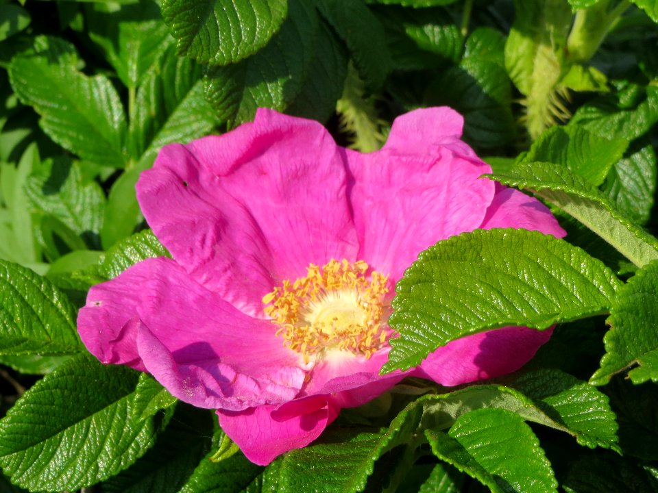 20140419Rosa_rugosa2