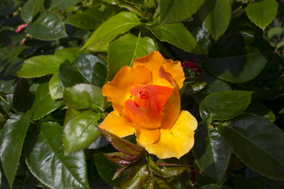 Blossom bloom nature