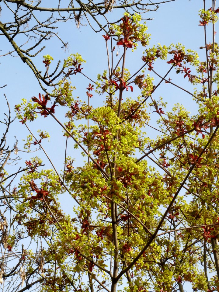 20140331Acer_platanoides6