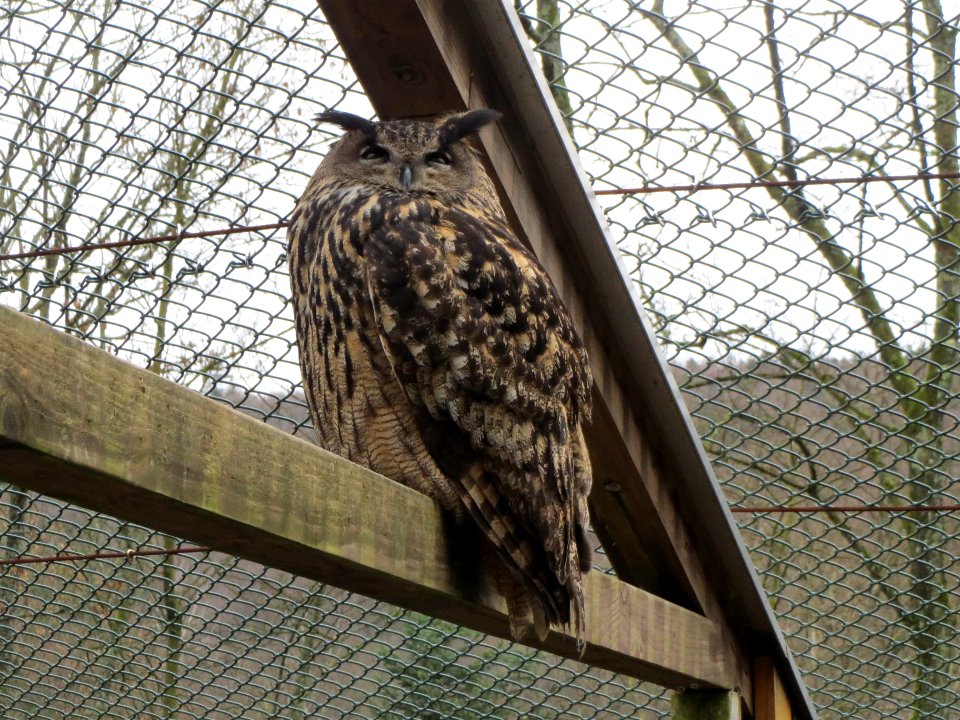 20140105Wildpark_Saarbruecken07