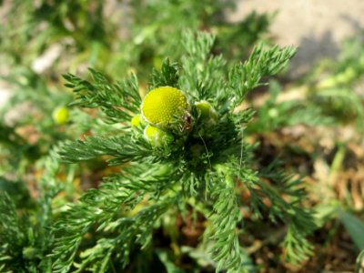 20140419Matricaria_discoidea2
