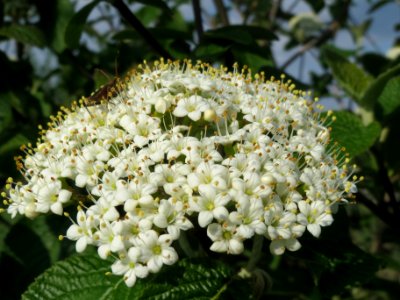 20140406Viburnum_lantana18