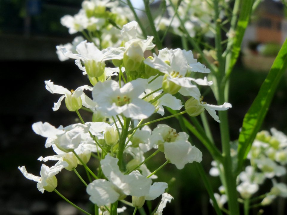 20140419Armoracia_rusticana5