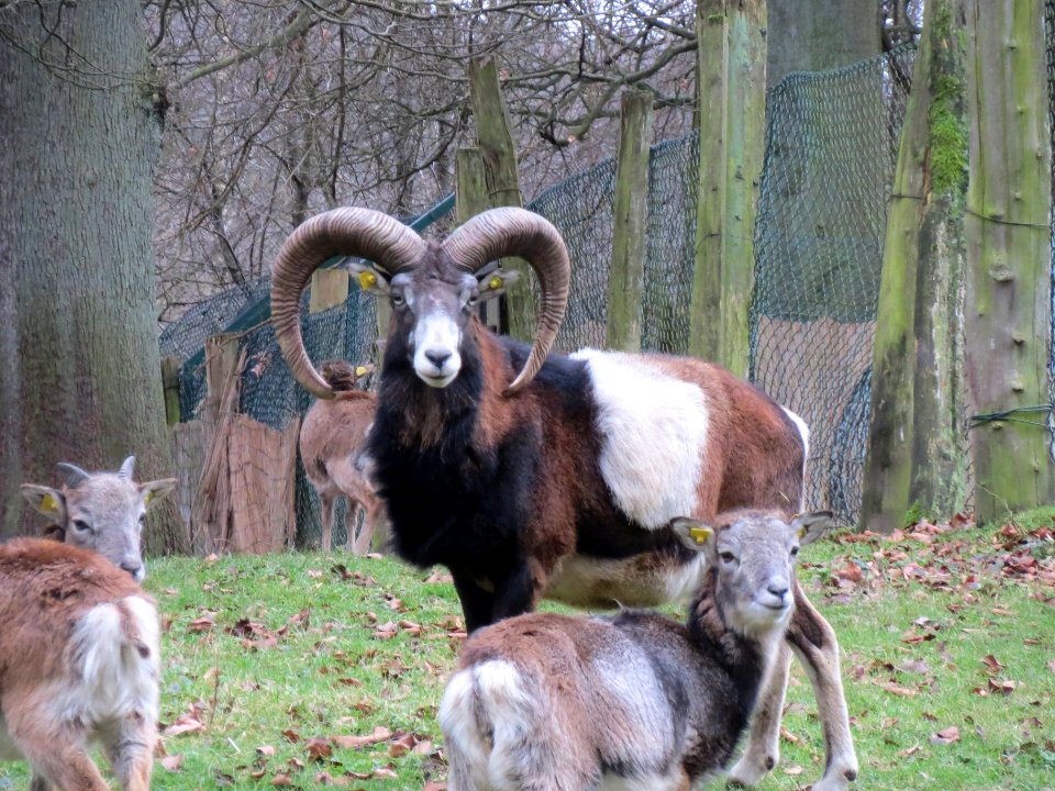 20140105Ovis_orientalis_musimon