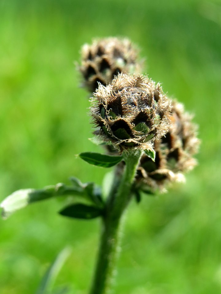 20140406Centaurea_scabiosa5