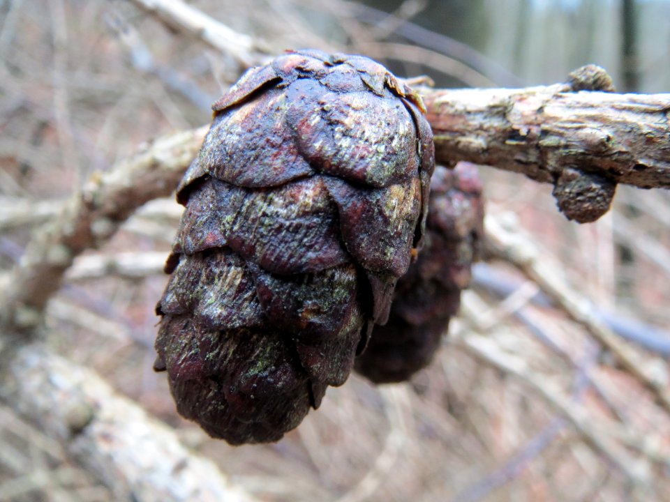 20140105Larix_decidua