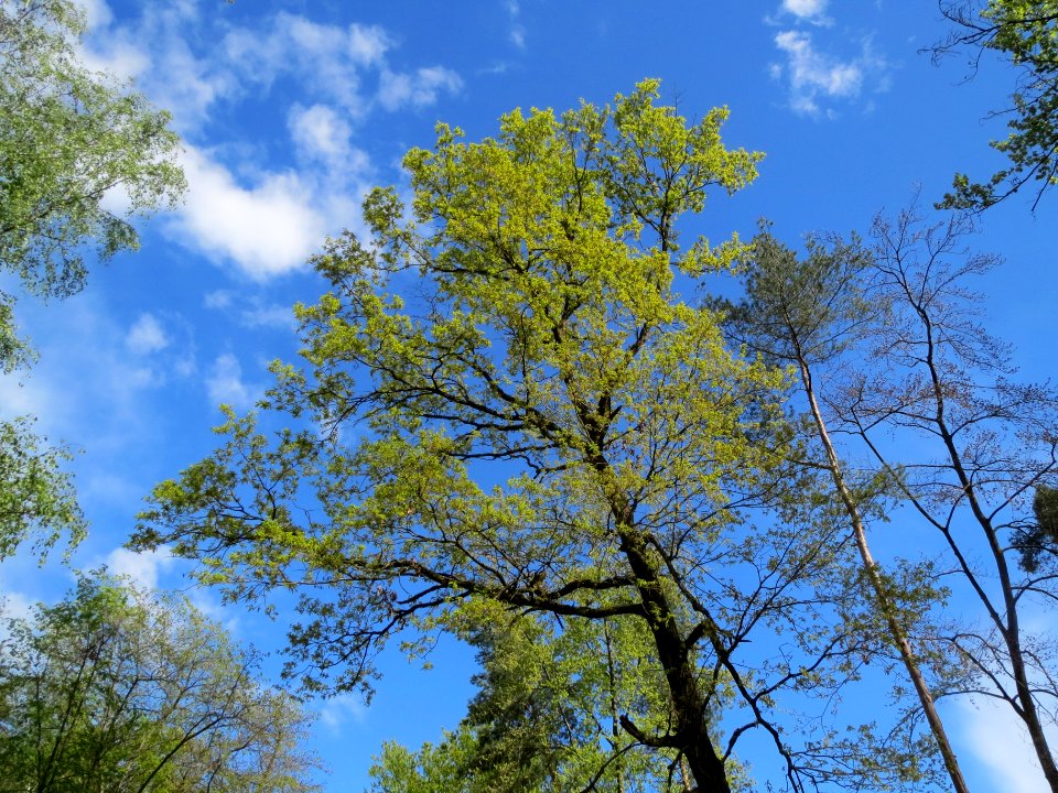 20140418Quercus_robur1