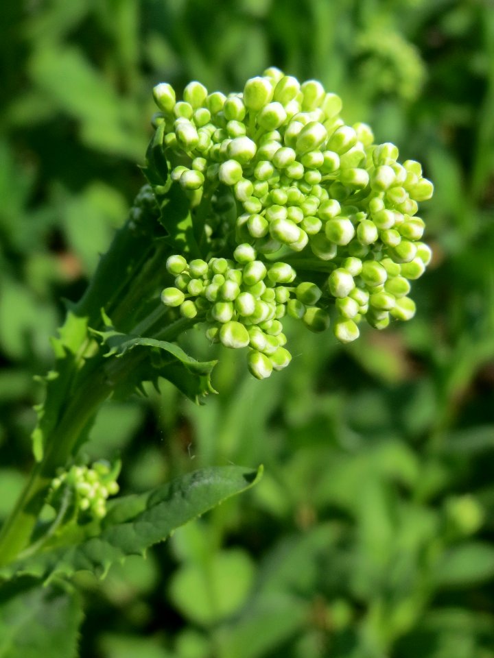 20140406Lepidium_draba2