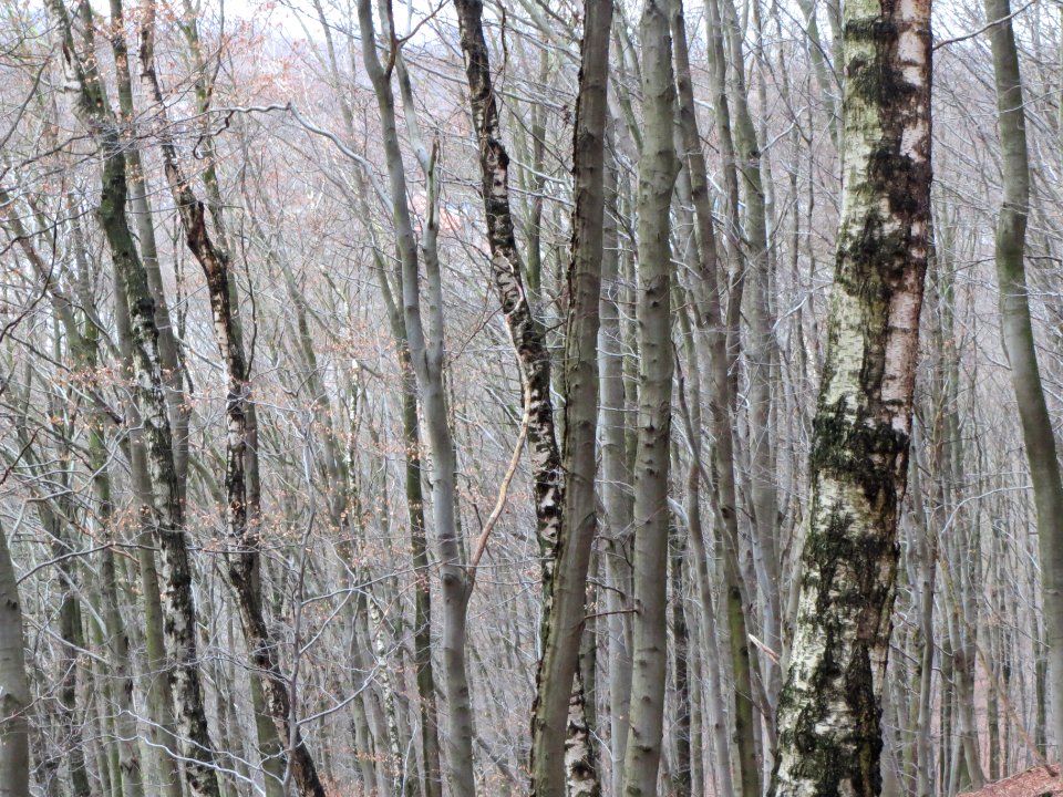 20140105Stadtwald_St_Johann1