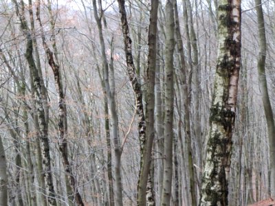 20140105Stadtwald_St_Johann1