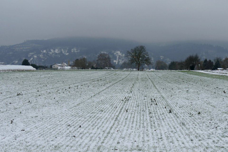 2014.12.29.110310_Snow_Handschuhsheimer_Feld
