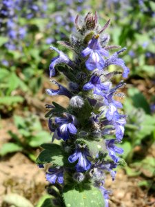 20140421Ajuga_genevensis3