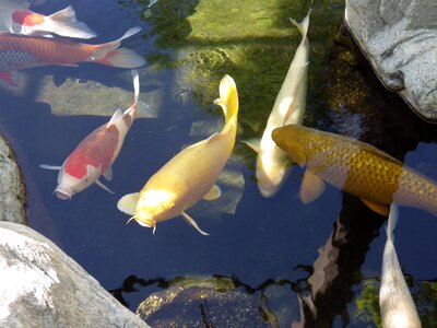 Fish pond japanese garden