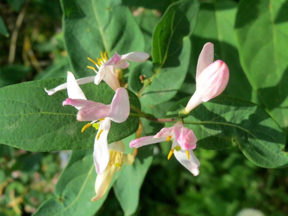 20140406Lonicera_tatarica09