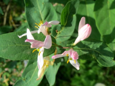 20140406Lonicera_tatarica09