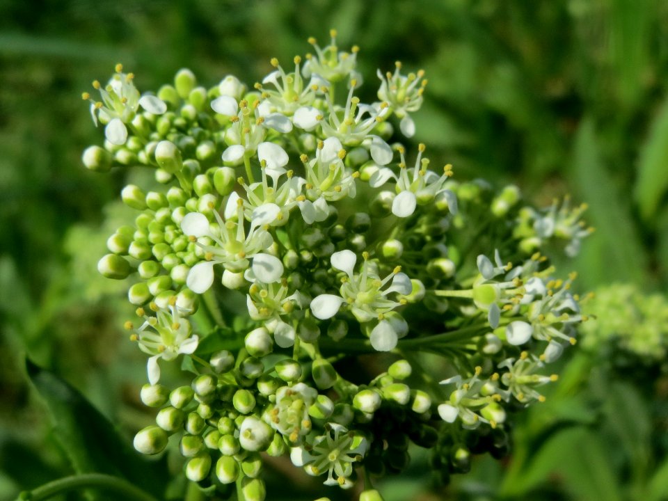 20140406Lepidium_draba5