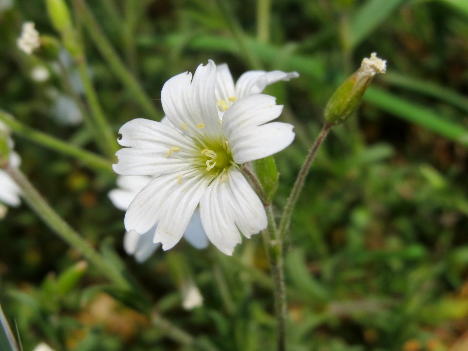 20140419Cerastium_arvense4